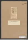 Aulacodiscus paradoxus Grev. (de-Toni-Nr.: Genus 182, Species 4607) Zeichnungen Sammlung Grunow Nr. 8195 (NHMW-BOT-W0377574)